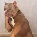 pitbull