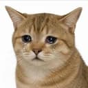 RAPECAT