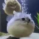 catfish