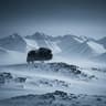MuskOx