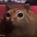 PABLO