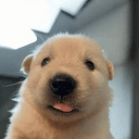 PUP