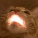 glowcat