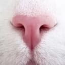 TSLA CAT