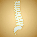Spine