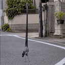 Pigeon
