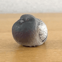 鳩
