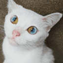 CHROMECAT