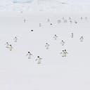 Penguins
