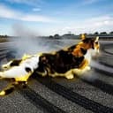 driftcat