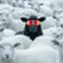 BLACKSHEEP