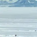 TIM
