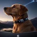 STARDOG