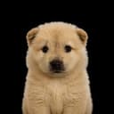 JUSTDOG⁠