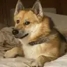 Ceaser