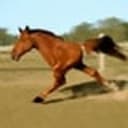 honse