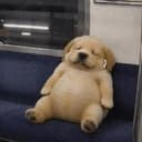 eeepydog