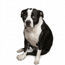 CASHDOG