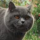 Fluffy