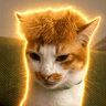 TRUMPCAT