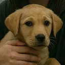 slopdog