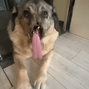 Moaca