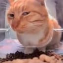 suscat