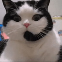 CALLCAT