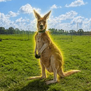 Roofus