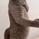 功夫猫