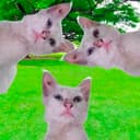 CatsRaRe
