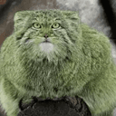 Pepe