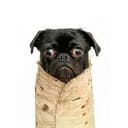 Burritodog