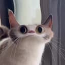MEEP