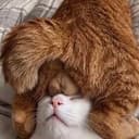 BallsCat