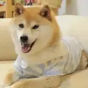 DOGUE