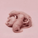 MICE