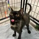 Salsa