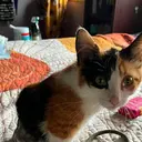 PRETZEL