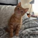 Simba