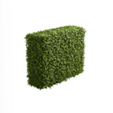 hedge