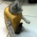 LCAT