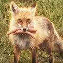 KITSUNE