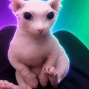 BINGUS