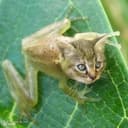 catfrog