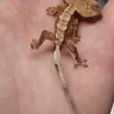 GECKO