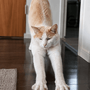PAWS