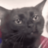 .gif