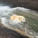 Perro