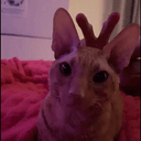 Pepeli